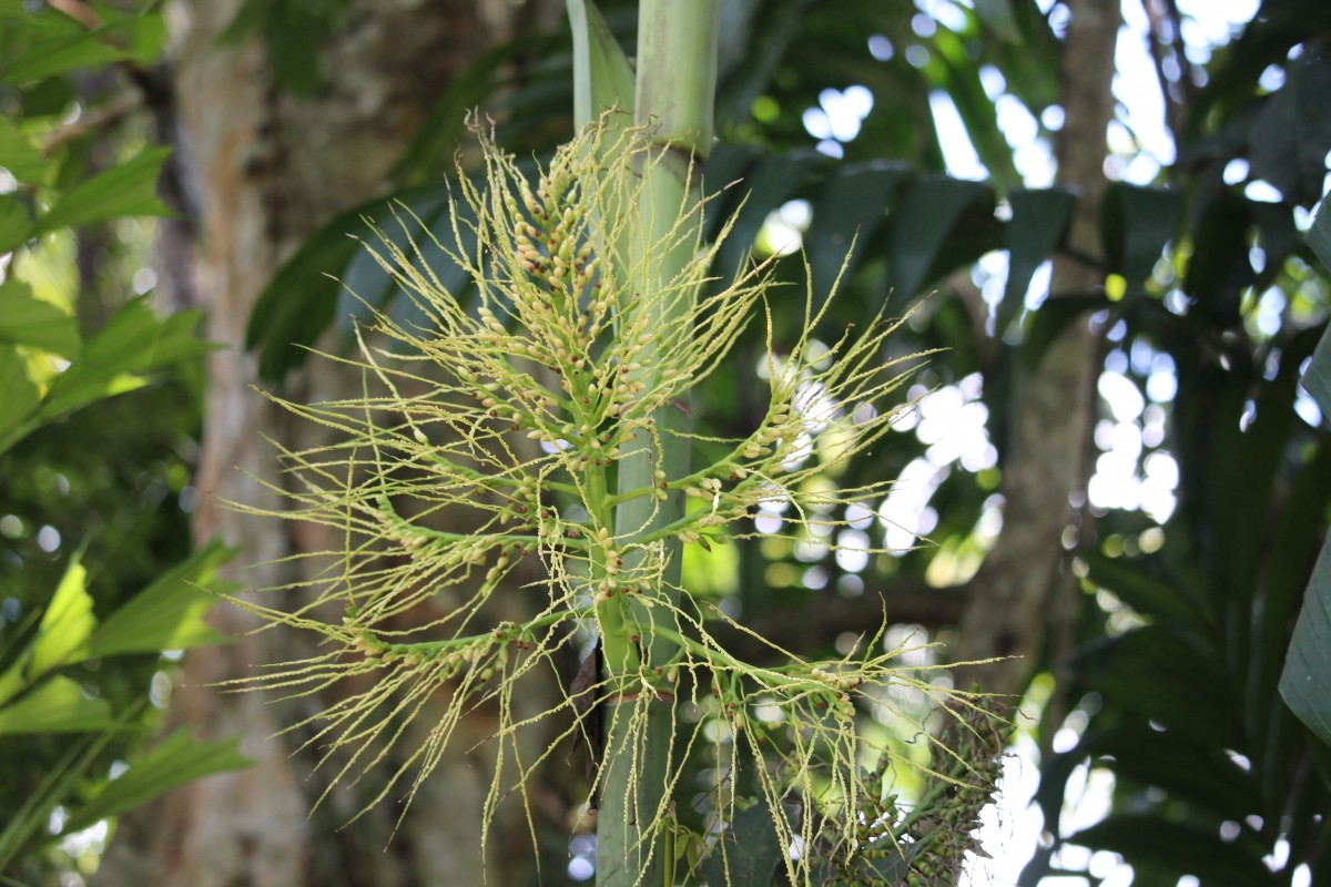 Areca triandra Roxb. ex Buch.-Ham.